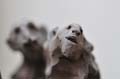 piquart_18
