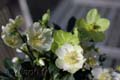 2007_rose_de_noel_02