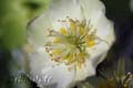 2007_rose_de_noel_06