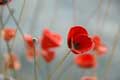 pour un p'tit coquelicot