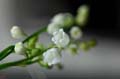 fleurs_0101