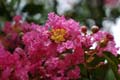 fleurs_0103