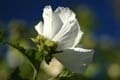 fleurs_0105