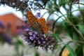 fleurs_0106