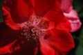 fleurs_0108