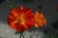 fleurs_0109