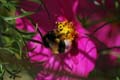 fleurs_0110
