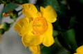 fleurs_0113