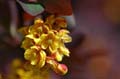 fleurs_0114