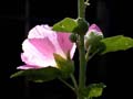 fleurs_0115