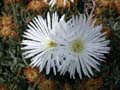 fleurs_0116
