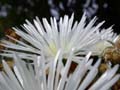 fleurs_0117