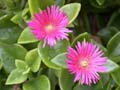 fleurs_0118