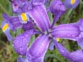 fleurs_0119