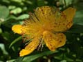fleurs_0120