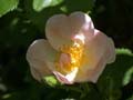 fleurs_0121