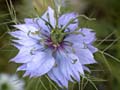 fleurs_0122