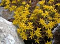 fleurs_0123