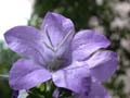 fleurs_0124