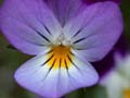 fleurs_0125