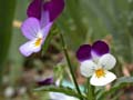 fleurs_0126