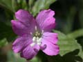 fleurs_0128