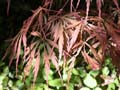 fleurs_0502