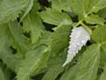 fleurs_0508