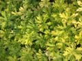 fleurs_0513
