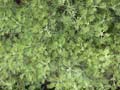fleurs_0517