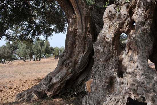 moulins_005_djerba