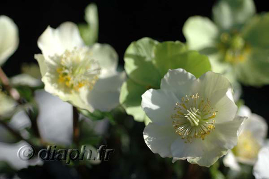 2007_rose_de_noel_01