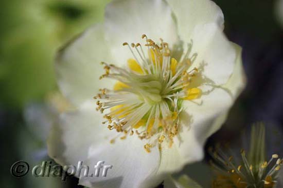 2007_rose_de_noel_06