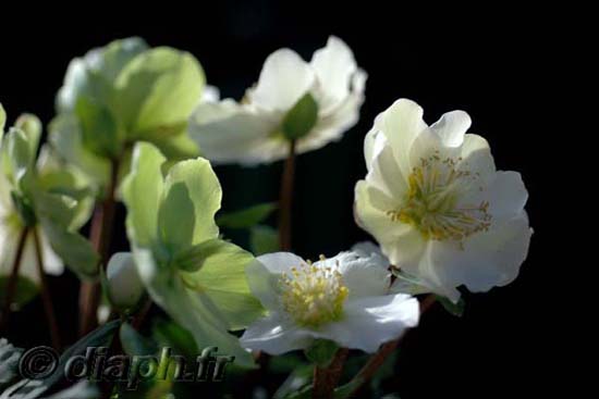 2007_rose_de_noel_07