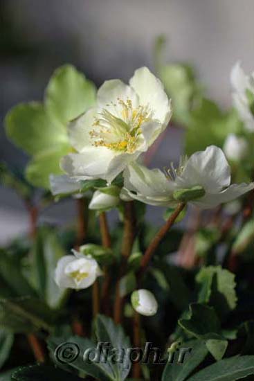 2007_rose_de_noel_09