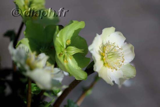 2007_rose_de_noel_10