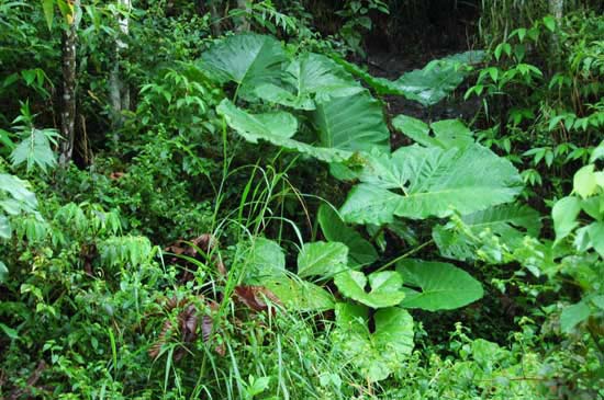 luffa_06