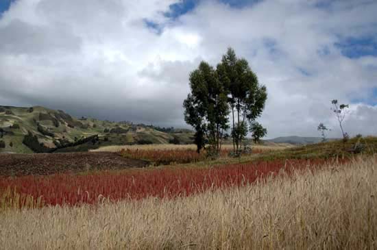 quinoa_33