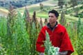 quinoa_38