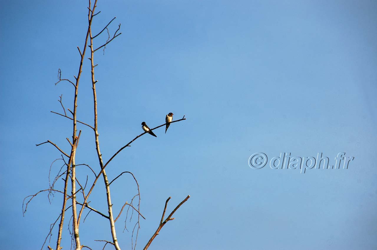 alsace_11