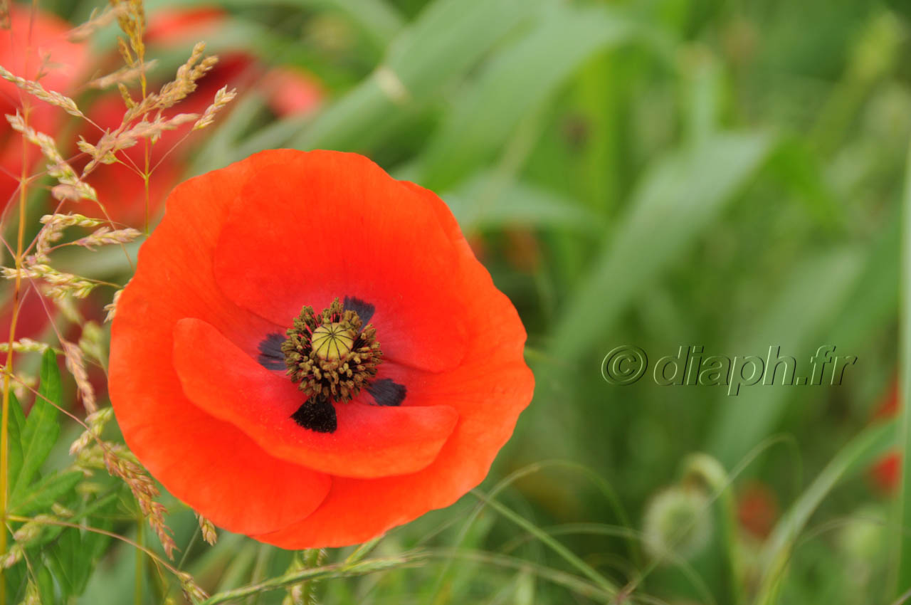 coquelicot