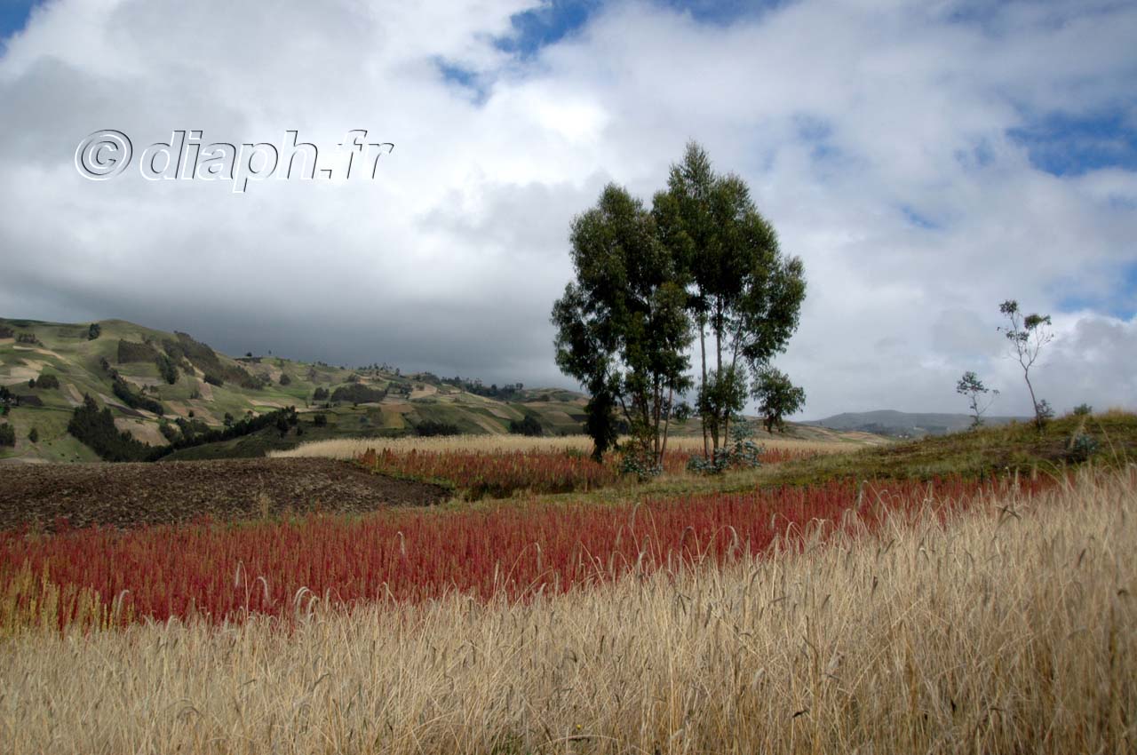 equateur_10