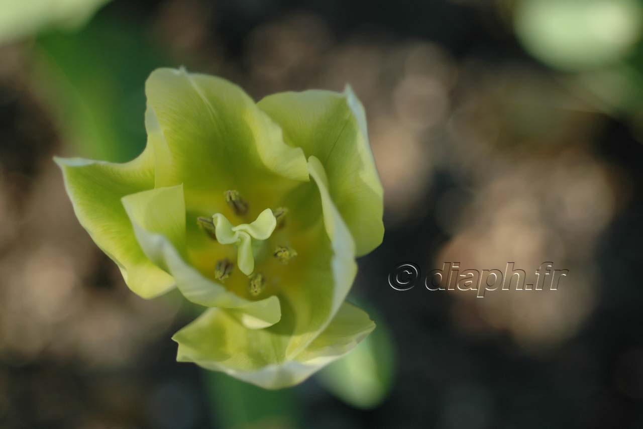 fleur_03
