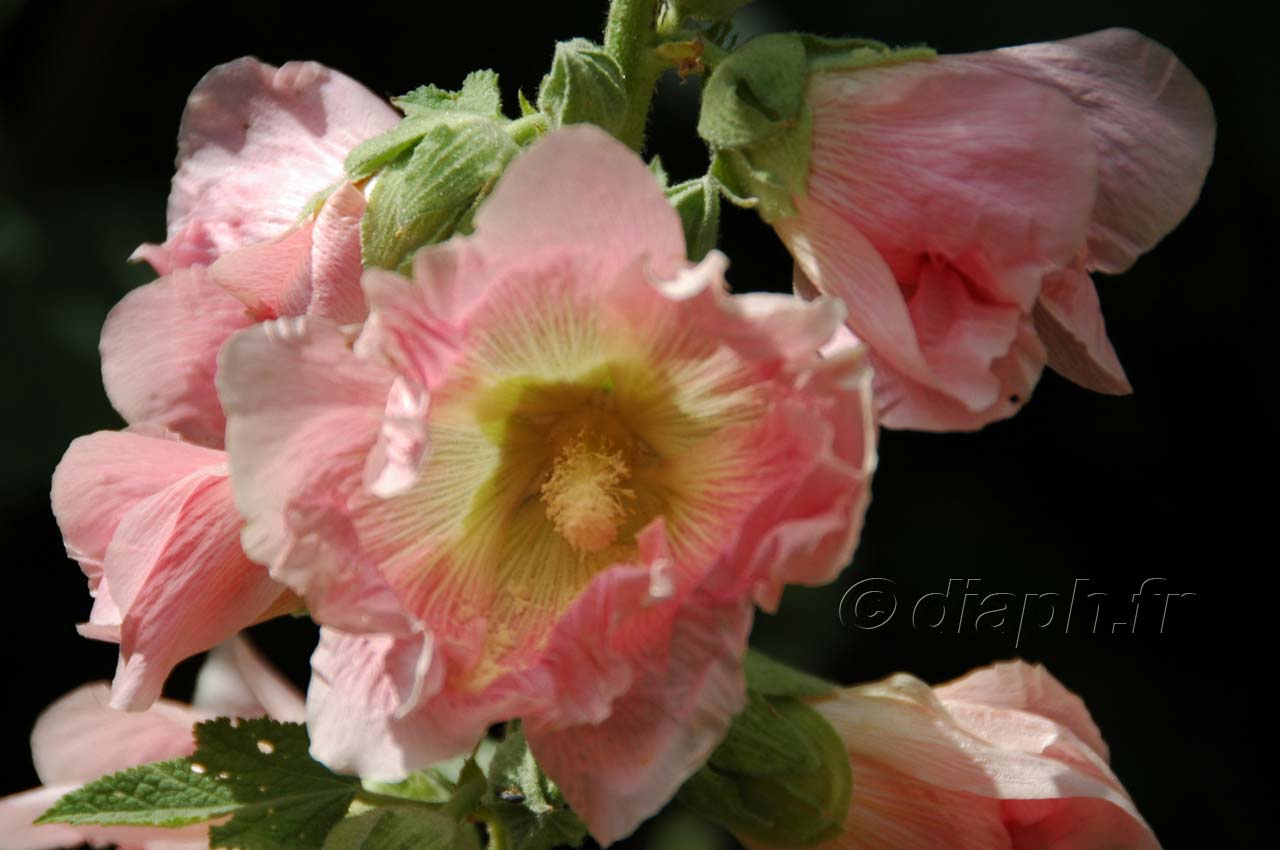 fleur_09