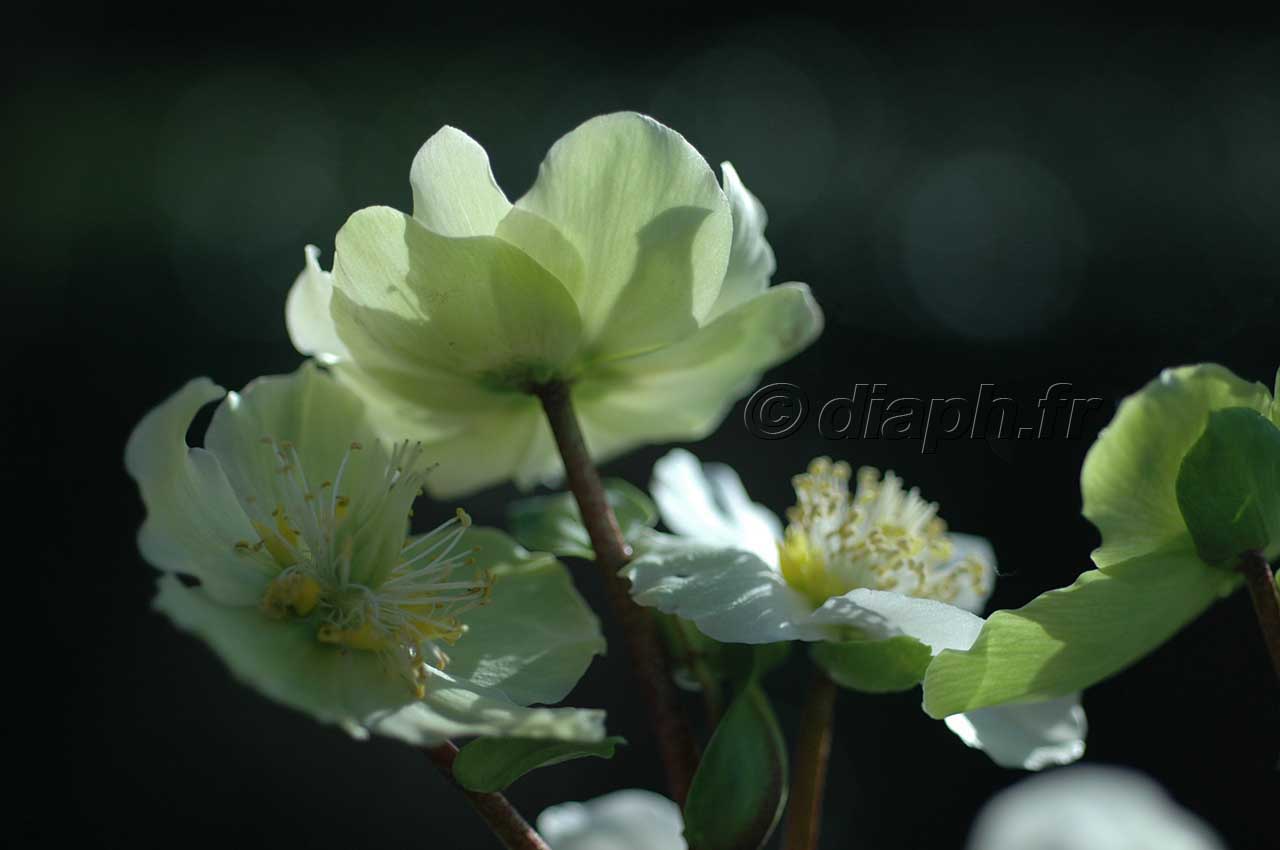 fleur_10