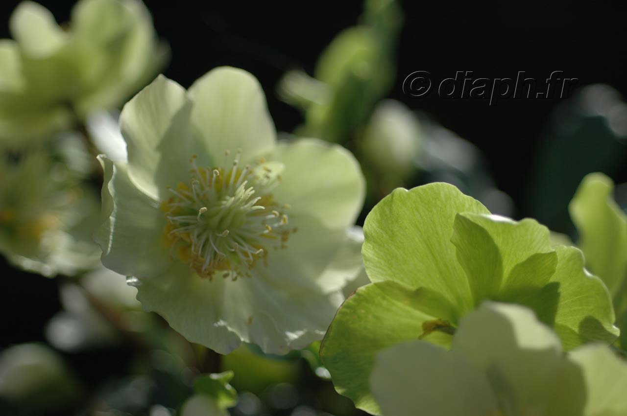 fleur_11