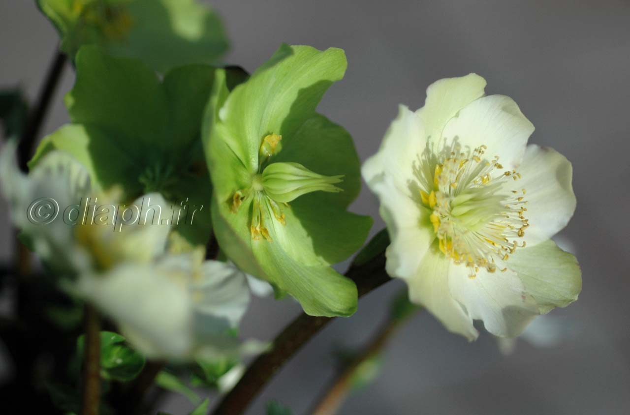 fleur_12