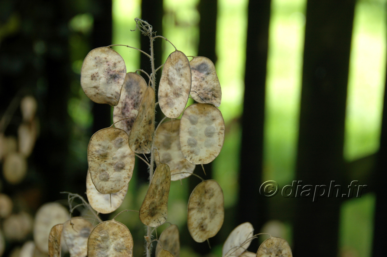 fleurs_13