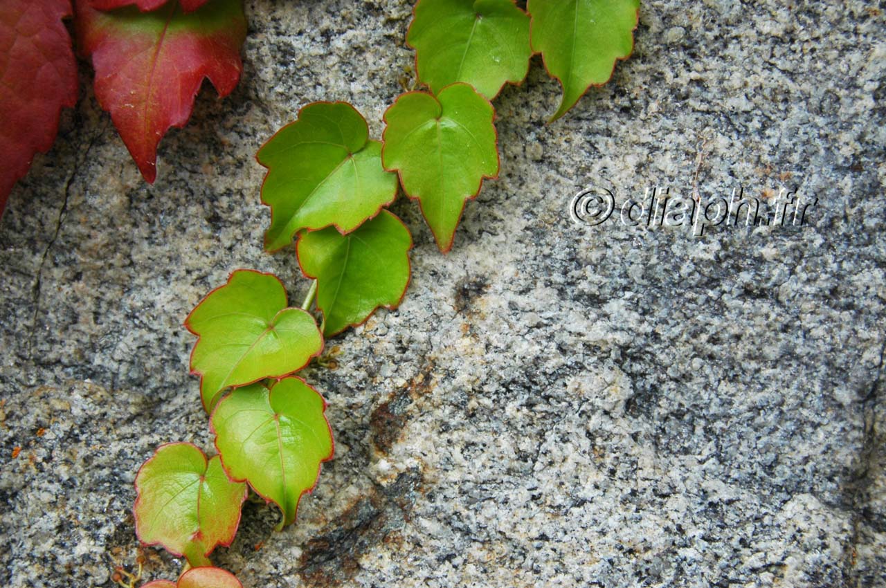 fleurs_14
