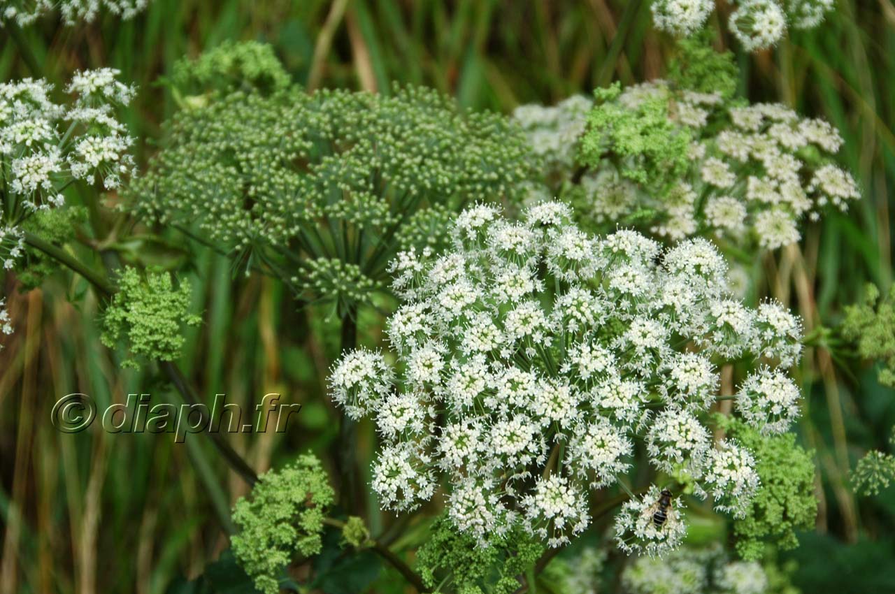 fleurs_15